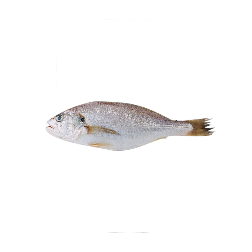 Croaker Fish 5.0lb