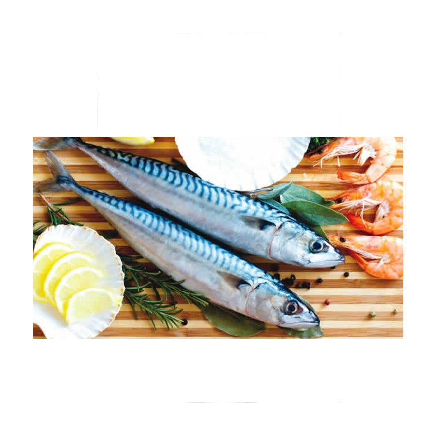 Mackerel Titus Fish 3.3lb