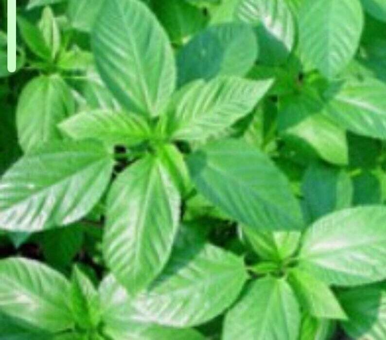 Frozen Jute Leaves 2lb / Saluot Egyptian spinach / Ewedu / Ayoyo / Mrenda /Ademe / Crincrin