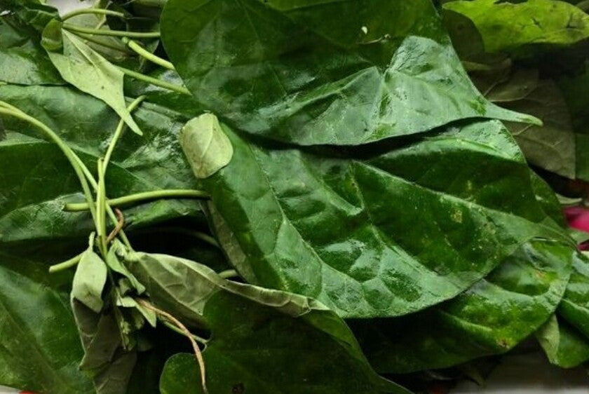Enerem Dry Utazi leaves / Otazi / Utasi / Arokeke / Gongronema latifolium  23.35g (1oz)